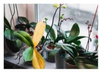 Stavite u čašu, napunite vodom i radujte se cvetanju: Svakoj ORHIDEJI je potreban ovaj domaći ELIKSIR Stavite u čašu, napunite vodom i radujte se cvetanju: Svakoj ORHIDEJI je potreban ovaj domaći ELIKSIR