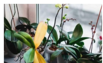 Stavite u čašu, napunite vodom i radujte se cvetanju: Svakoj ORHIDEJI je potreban ovaj domaći ELIKSIR Stavite u čašu, napunite vodom i radujte se cvetanju: Svakoj ORHIDEJI je potreban ovaj domaći ELIKSIR