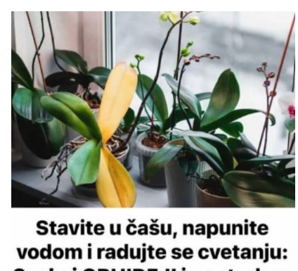 Stavite u čašu, napunite vodom i radujte se cvetanju: Svakoj ORHIDEJI je potreban ovaj domaći ELIKSIR Stavite u čašu, napunite vodom i radujte se cvetanju: Svakoj ORHIDEJI je potreban ovaj domaći ELIKSIR
