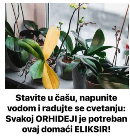 Stavite u čašu, napunite vodom i radujte se cvetanju: Svakoj ORHIDEJI je potreban ovaj domaći ELIKSIR