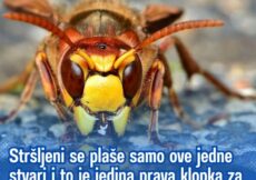 Stršljeni se plaše samo ove jedne stvari i to je jedina prava klopka za njih