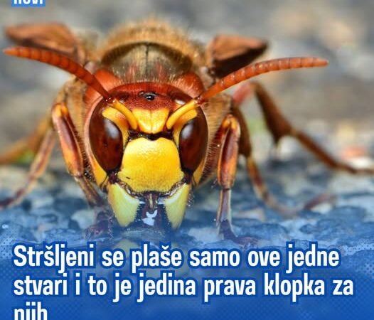 Stršljeni se plaše samo ove jedne stvari i to je jedina prava klopka za njih