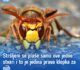 Stršljeni se plaše samo ove jedne stvari i to je jedina prava klopka za njih