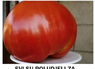 SVI SU POLUDJELI ZA PARADAJZ DIJETOM: Za SEDAM DANA se gubi 1O KILOGRAMA, a tek da čujete KOLIKO MRŠAVITE ZA TRI DANA SVI SU POLUDJELI ZA PARADAJZ DIJETOM: Za SEDAM DANA se gubi 1O KILOGRAMA, a tek da čujete KOLIKO MRŠAVITE ZA TRI DANA