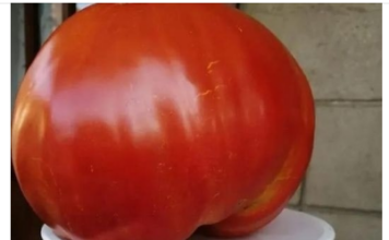 SVI SU POLUDJELI ZA PARADAJZ DIJETOM: Za SEDAM DANA se gubi 1O KILOGRAMA, a tek da čujete KOLIKO MRŠAVITE ZA TRI DANA SVI SU POLUDJELI ZA PARADAJZ DIJETOM: Za SEDAM DANA se gubi 1O KILOGRAMA, a tek da čujete KOLIKO MRŠAVITE ZA TRI DANA