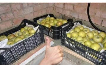 U PRODAVNICI VAM OVO NEĆE REĆI: Zahvaljujući ovom triku, jabuke ostaju svježe mnogo mjeseci, krompir ne niče, a mrkva traje cijelu godinu! U PRODAVNICI VAM OVO NEĆE REĆI: Zahvaljujući ovom triku, jabuke ostaju svježe mnogo mjeseci, krompir ne niče, a mrkva traje cijelu godinu!