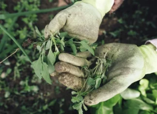 Uklonite ovu invanzivnu biljku: Može prouzrokovati veliku štetu vašem vrtu Uklonite ovu invanzivnu biljku: Može prouzrokovati veliku štetu vašem vrtu