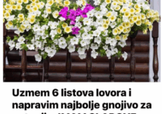 Uzmem 6 LISTOVA LOVORA i napravim NAJBOLJE GNOJIVO za petunije: IMAM SLAPOVE CVIJEĆA NA BALKONU! Uzmem 6 LISTOVA LOVORA i napravim NAJBOLJE GNOJIVO za petunije: IMAM SLAPOVE CVIJEĆA NA BALKONU!