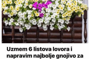 Uzmem 6 LISTOVA LOVORA i napravim NAJBOLJE GNOJIVO za petunije: IMAM SLAPOVE CVIJEĆA NA BALKONU!