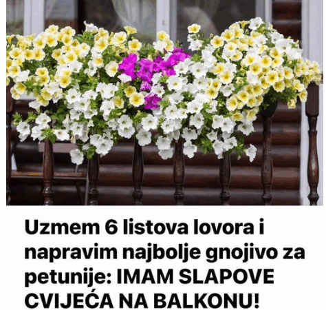 Uzmem 6 LISTOVA LOVORA i napravim NAJBOLJE GNOJIVO za petunije: IMAM SLAPOVE CVIJEĆA NA BALKONU!