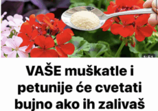 VAŠE muškatle i petunije će cvetati bujno ako ih zalivaš sa ovim!