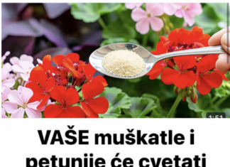 VAŠE muškatle i petunije će cvetati bujno ako ih zalivaš sa ovim! VAŠE muškatle i petunije će cvetati bujno ako ih zalivaš sa ovim!