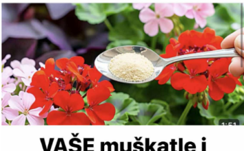 VAŠE muškatle i petunije će cvetati bujno ako ih zalivaš sa ovim! VAŠE muškatle i petunije će cvetati bujno ako ih zalivaš sa ovim!