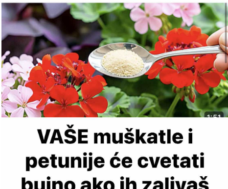 VAŠE muškatle i petunije će cvetati bujno ako ih zalivaš sa ovim! VAŠE muškatle i petunije će cvetati bujno ako ih zalivaš sa ovim!