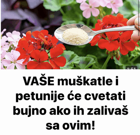 VAŠE muškatle i petunije će cvetati bujno ako ih zalivaš sa ovim!