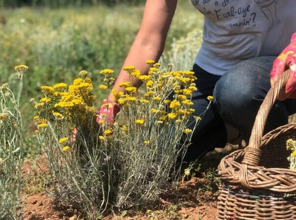 Zovu je biljkom “besmrtnosti”: Zaustavlja starenje i briše bore