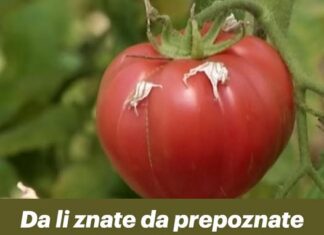 Da li znate da prepoznate baš domaći paradajz? AKO PRIMIJETITE OVO, ne žalite novac! Da li znate da prepoznate baš domaći paradajz? AKO PRIMIJETITE OVO, ne žalite novac!
