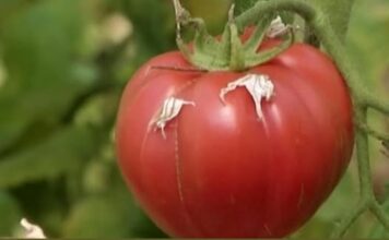 Da li znate da prepoznate baš domaći paradajz? AKO PRIMIJETITE OVO, ne žalite novac! Da li znate da prepoznate baš domaći paradajz? AKO PRIMIJETITE OVO, ne žalite novac!