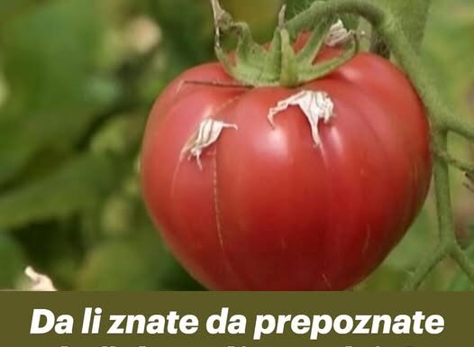 Da li znate da prepoznate baš domaći paradajz? AKO PRIMIJETITE OVO, ne žalite novac! Da li znate da prepoznate baš domaći paradajz? AKO PRIMIJETITE OVO, ne žalite novac!