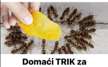 Domaći trik za rješavanje mrava u šupi i vrtu: Stavila sam ga na zemlju i sutradan nije bilo mrava! Domaći trik za rješavanje mrava u šupi i vrtu: Stavila sam ga na zemlju i sutradan nije bilo mrava!