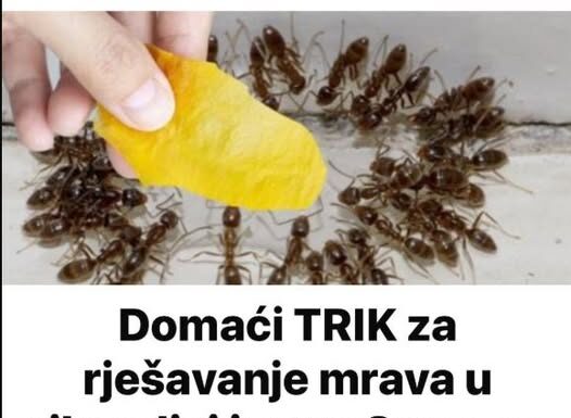 Domaći trik za rješavanje mrava u šupi i vrtu: Stavila sam ga na zemlju i sutradan nije bilo mrava! Domaći trik za rješavanje mrava u šupi i vrtu: Stavila sam ga na zemlju i sutradan nije bilo mrava!