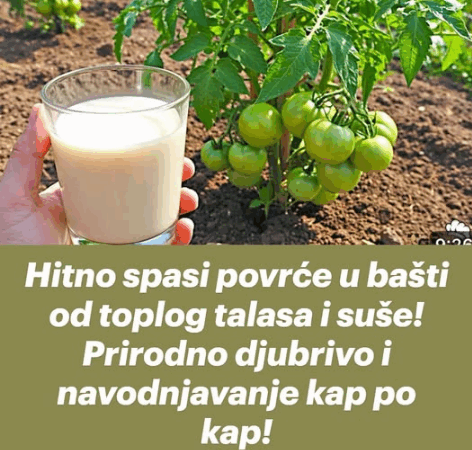Hitno spasi povrće u bašti od toplog talasa i suše! Prirodno djubrivo i navodnjavanje kap po kap!