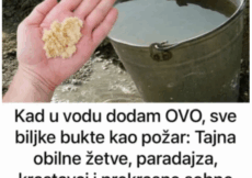 Kad uvodu dodam OVO, sve biljke bukte kao požar: Tajna obilne žetve, paradajza, krastavci i prekrasne sobne biljke!