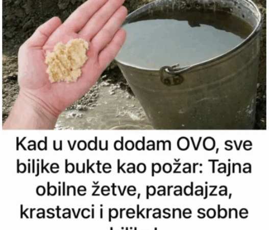 Kad uvodu dodam OVO, sve biljke bukte kao požar: Tajna obilne žetve, paradajza, krastavci i prekrasne sobne biljke! Kad uvodu dodam OVO, sve biljke bukte kao požar: Tajna obilne žetve, paradajza, krastavci i prekrasne sobne biljke!