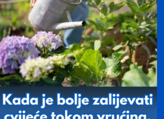 Kada je bolje zalijevati cvijeće tokom vrućina, ujutro ili navečer? Samo jedno je ispravno Kada je bolje zalijevati cvijeće tokom vrućina, ujutro ili navečer? Samo jedno je ispravno