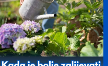 Kada je bolje zalijevati cvijeće tokom vrućina, ujutro ili navečer? Samo jedno je ispravno Kada je bolje zalijevati cvijeće tokom vrućina, ujutro ili navečer? Samo jedno je ispravno