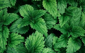 Kihanje bez prestanka Ovo je biljka koja prekida niz u sekundi! Kihanje bez prestanka Ovo je biljka koja prekida niz u sekundi!