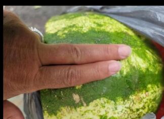 KUCAJTE JE DO SUTRA, OVE TRIKOVE VAM NEĆE REĆI NA PIJACI! Znate li pravilno da izaberete SLATKU lubenicu – evo kako KUCAJTE JE DO SUTRA, OVE TRIKOVE VAM NEĆE REĆI NA PIJACI! Znate li pravilno da izaberete SLATKU lubenicu – evo kako