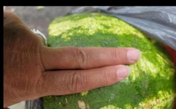 KUCAJTE JE DO SUTRA, OVE TRIKOVE VAM NEĆE REĆI NA PIJACI! Znate li pravilno da izaberete SLATKU lubenicu – evo kako KUCAJTE JE DO SUTRA, OVE TRIKOVE VAM NEĆE REĆI NA PIJACI! Znate li pravilno da izaberete SLATKU lubenicu – evo kako