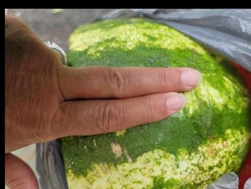 KUCAJTE JE DO SUTRA, OVE TRIKOVE VAM NEĆE REĆI NA PIJACI! Znate li pravilno da izaberete SLATKU lubenicu – evo kako KUCAJTE JE DO SUTRA, OVE TRIKOVE VAM NEĆE REĆI NA PIJACI! Znate li pravilno da izaberete SLATKU lubenicu – evo kako