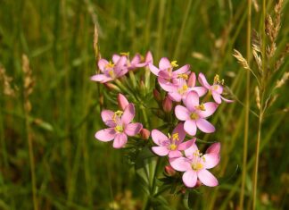 Muči vas želučana kiselina ili GERB? Ovaj čaj zaista čini čuda! Muči vas želučana kiselina ili GERB? Ovaj čaj zaista čini čuda!