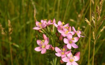 Muči vas želučana kiselina ili GERB? Ovaj čaj zaista čini čuda! Muči vas želučana kiselina ili GERB? Ovaj čaj zaista čini čuda!