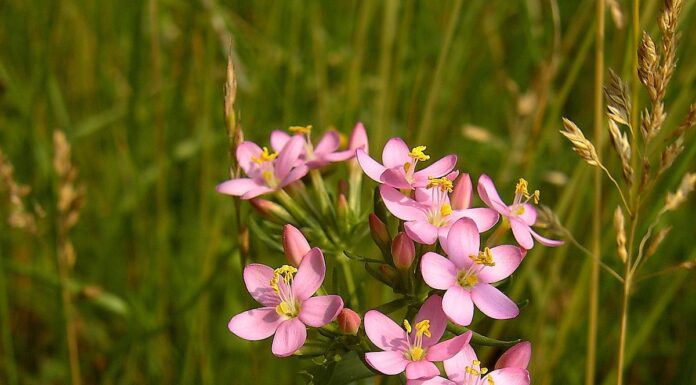 Muči vas želučana kiselina ili GERB? Ovaj čaj zaista čini čuda! Muči vas želučana kiselina ili GERB? Ovaj čaj zaista čini čuda!
