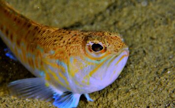 Najotrovnija riba Jadrana: Šta ako vas ubode pauk bijelac iz plićaka Najotrovnija riba Jadrana: Šta ako vas ubode pauk bijelac iz plićaka