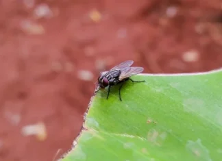 Odbijte muhe iz doma na prirodan način: Sve što trebate je ovo povrće Odbijte muhe iz doma na prirodan način: Sve što trebate je ovo povrće