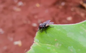 Odbijte muhe iz doma na prirodan način: Sve što trebate je ovo povrće Odbijte muhe iz doma na prirodan način: Sve što trebate je ovo povrće