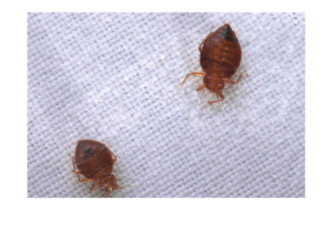 Otkrivamo kako preživeti INVAZIJU STJENICA – Usisajte utičnice, odeću u zamrzivač a 1 stvar nemojte nikako raditi! Otkrivamo kako preživeti INVAZIJU STJENICA – Usisajte utičnice, odeću u zamrzivač a 1 stvar nemojte nikako raditi!