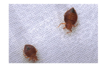 Otkrivamo kako preživeti INVAZIJU STJENICA – Usisajte utičnice, odeću u zamrzivač a 1 stvar nemojte nikako raditi! Otkrivamo kako preživeti INVAZIJU STJENICA – Usisajte utičnice, odeću u zamrzivač a 1 stvar nemojte nikako raditi!