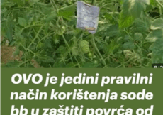 OVO je jedini pravilni način korištenja sode bb u zaštiti povrća od vrućina