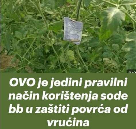 OVO je jedini pravilni način korištenja sode bb u zaštiti povrća od vrućina