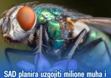 SAD planira uzgojiti milione muha i baciti ih iz aviona. Evo zašto