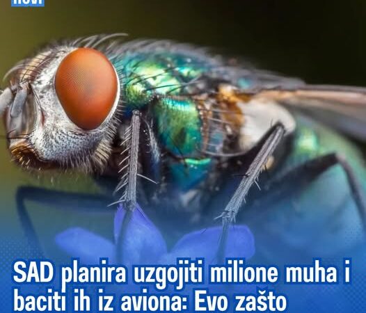 SAD planira uzgojiti milione muha i baciti ih iz aviona. Evo zašto
