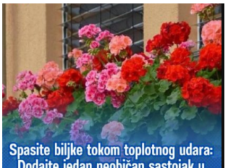 Spasite biljke tokom toplotnog udara: Dodajte jedan neobičan sastojak u vodu za zalijevanje Spasite biljke tokom toplotnog udara: Dodajte jedan neobičan sastojak u vodu za zalijevanje