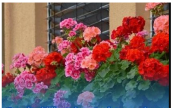 Spasite biljke tokom toplotnog udara: Dodajte jedan neobičan sastojak u vodu za zalijevanje Spasite biljke tokom toplotnog udara: Dodajte jedan neobičan sastojak u vodu za zalijevanje