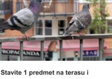 Stavite 1 predmet na terasu i otjeraćete golubove zauvijek: Sitnica od koje bježe glavom bez obzira