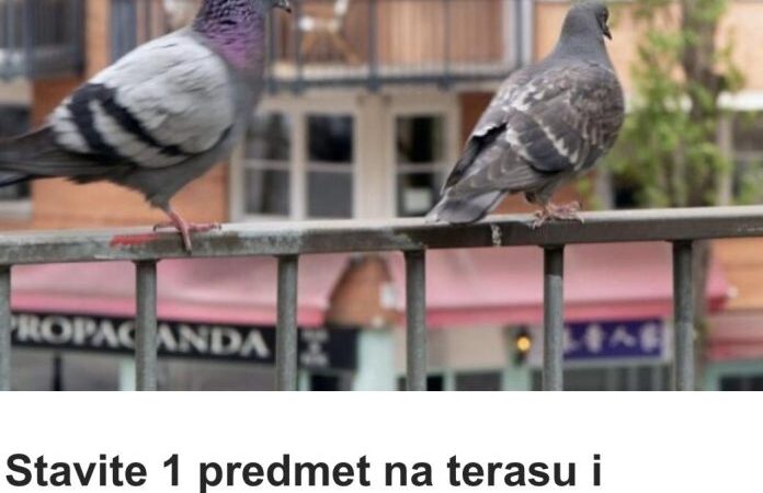 Stavite 1 predmet na terasu i otjeraćete golubove zauvijek: Sitnica od koje bježe glavom bez obzira
